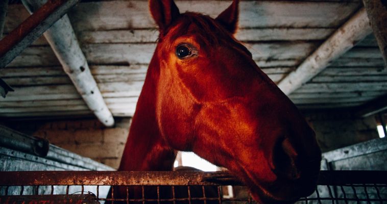 натяжныепотолкибрянск.рф: Правда ли, что капля никотина убивает лошадь?