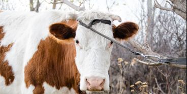 А вы пьете молоко здоровой коровы?